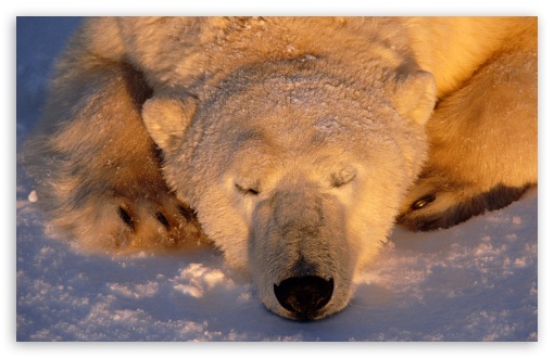 Polar Bear Sleeping UltraHD Wallpaper for Wide 16:10 5:3 Widescreen WHXGA WQXGA WUXGA WXGA WGA ; 8K UHD TV 16:9 Ultra High Definition 2160p 1440p 1080p 900p 720p ; Standard 3:2 Fullscreen DVGA HVGA HQVGA ( Apple PowerBook G4 iPhone 4 3G 3GS iPod Touch ) ; Mobile 5:3 3:2 16:9 - WGA DVGA HVGA HQVGA ( Apple PowerBook G4 iPhone 4 3G 3GS iPod Touch ) 2160p 1440p 1080p 900p 720p ;