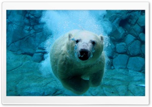 Polar Bear Swimming Ultra HD Wallpaper for 4K UHD Widescreen desktop, tablet & smartphone