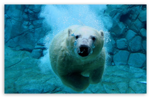 Polar Bear Swimming UltraHD Wallpaper for HD 16:9 ; Widescreen 16:10 5:3 ; Fullscreen 4:3 5:4 3:2 ; Tablet 1:1 ; Mobile 3:5 3:4 ;