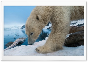 Polar Bear With Whale Bone Ultra HD Wallpaper for 4K UHD Widescreen desktop, tablet & smartphone