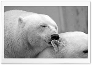 Polar Bears Love Ultra HD Wallpaper for 4K UHD Widescreen desktop, tablet & smartphone