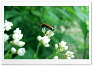 Pollinating agents 4K UHD Wallpaper for Widescreen and UltraWide Desktop, UltraHD TV, Smartphone, Tablet