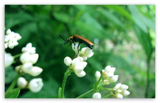 Pollinating agents UltraHD Wallpaper for UHD 16:9 ; HD 16:9 ; Widescreen 16:10 5:3 ; Fullscreen 4:3 ;