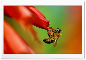 Pollinator Ultra HD Wallpaper for 4K UHD Widescreen desktop, tablet & smartphone