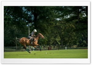 Polo at the Park Ultra HD Wallpaper for 4K UHD Widescreen desktop, tablet & smartphone