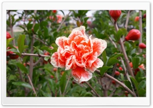 Pomegranate Flower Ultra HD Wallpaper for 4K UHD Widescreen Desktop, Lockscreen, Screensaver, TV, Tablet, Smartphone