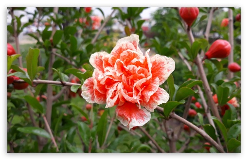 Pomegranate Flower UltraHD Wallpaper for UHD 16:9 ; HD 16:9 ; Widescreen 16:10 5:3 ;