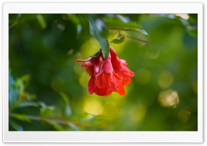Pomegranate flowers Ultra HD Wallpaper for 4K UHD Widescreen desktop, tablet & smartphone