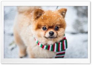 Pomeranian Dog, Outdoor, Winter Ultra HD Wallpaper for 4K UHD Widescreen desktop, tablet & smartphone