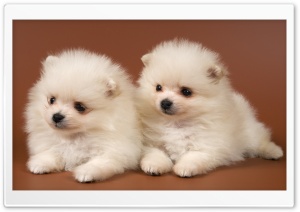 Pomeranian Puppies Ultra HD Wallpaper for 4K UHD Widescreen desktop, tablet & smartphone