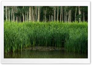 Pond Ultra HD Wallpaper for 4K UHD Widescreen desktop, tablet & smartphone