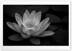 Pond Lily Black and White Ultra HD Wallpaper for 4K UHD Widescreen desktop, tablet & smartphone
