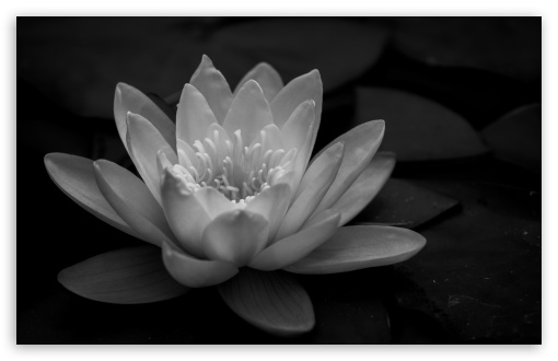 lily black and white wallpaper