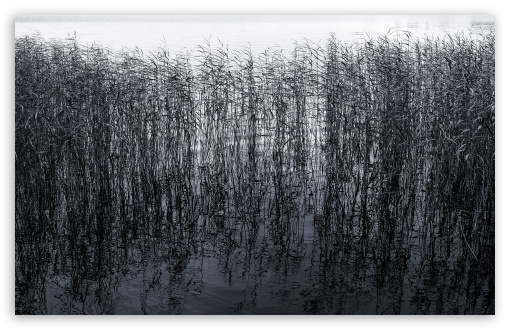 Pond Reeds UltraHD Wallpaper for UHD 16:9 ; HD 16:9 ; UltraWide 32:9 32:10 ; Widescreen 16:10 5:3 ; Fullscreen 4:3 5:4 3:2 ; Tablet 1:1 ; Mobile 3:5 3:4 ; Dual 16:10 5:3 16:9 4:3 5:4 ;