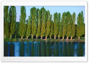 Poplar Trees Near Lake Ultra HD Wallpaper for 4K UHD Widescreen desktop, tablet & smartphone