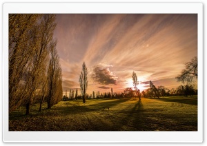 Poplars In The Sunset Ultra HD Wallpaper for 4K UHD Widescreen desktop, tablet & smartphone