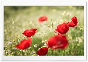 Poppies and Chamomile Ultra HD Wallpaper for 4K UHD Widescreen desktop, tablet & smartphone