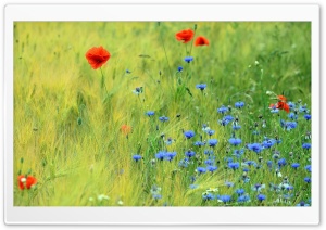 Poppies and Cornflowers Field 4K UHD Wallpaper for Widescreen and UltraWide Desktop, UltraHD TV, Smartphone, Tablet