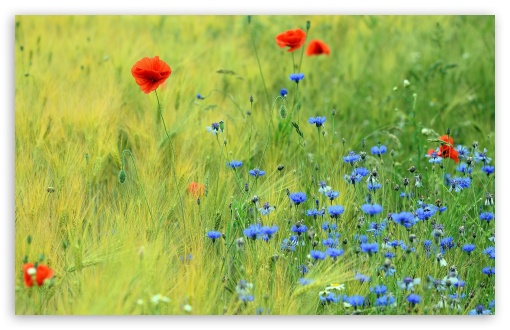 Poppies and Cornflowers Field UltraHD Wallpaper for UHD 16:9 ; HD 16:9 ; UltraWide 21:9 24:10 ; Widescreen 16:10 ; Tablet 1:1 ; Mobile 9:16 9:19.5 9:20 ;
