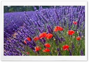 Poppies And Lavenders Ultra HD Wallpaper for 4K UHD Widescreen desktop, tablet & smartphone