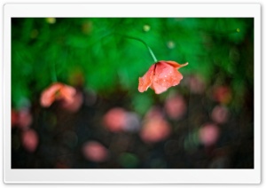 Poppies Bokeh Ultra HD Wallpaper for 4K UHD Widescreen desktop, tablet & smartphone