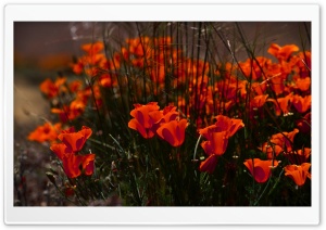 Poppies Buds Ultra HD Wallpaper for 4K UHD Widescreen desktop, tablet & smartphone