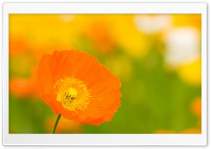 Poppies Closeup Ultra HD Wallpaper for 4K UHD Widescreen desktop, tablet & smartphone