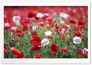 Poppies Field Ultra HD Wallpaper for 4K UHD Widescreen desktop, tablet & smartphone
