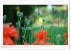 Poppies Flowers Ultra HD Wallpaper for 4K UHD Widescreen desktop, tablet & smartphone