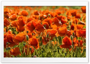 Poppies Flowers Field Ultra HD Wallpaper for 4K UHD Widescreen desktop, tablet & smartphone