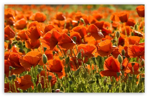 Poppies Flowers Field Ultra HD Desktop Background Wallpaper for 4K UHD ...