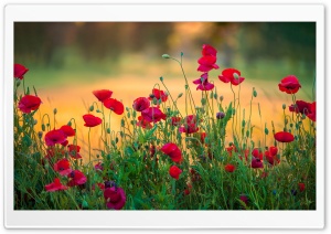 Poppies, Flowers, Outdoors, Nature 4K UHD Wallpaper for Widescreen and UltraWide Desktop, UltraHD TV, Smartphone, Tablet