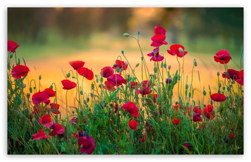 Poppies, Flowers, Outdoors, Nature UltraHD Wallpaper for UHD 16:9 ; HD 16:9 ; UltraWide 21:9 24:10 32:9 32:10 ; Widescreen 16:10 5:3 ; Fullscreen 4:3 5:4 3:2 ; Tablet 1:1 ; Mobile 9:16 9:19.5 9:20 9:21 10:16 2:3 3:5 3:4 ; Dual 16:10 5:3 16:9 4:3 5:4 3:2 ;