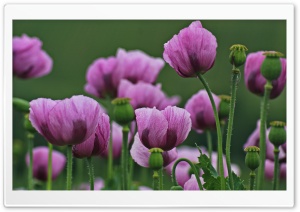 Poppies, Flowers, Purple, Green 4K UHD Wallpaper for Widescreen and UltraWide Desktop, UltraHD TV, Smartphone, Tablet