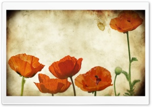 Poppies Flowers Vinatge Ultra HD Wallpaper for 4K UHD Widescreen desktop, tablet & smartphone
