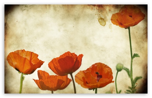 Poppies Flowers Vinatge UltraHD Wallpaper for Wide 16:10 5:3 Widescreen WHXGA WQXGA WUXGA WXGA WGA ; 8K UHD TV 16:9 Ultra High Definition 2160p 1440p 1080p 900p 720p ; Standard 4:3 3:2 Fullscreen UXGA XGA SVGA DVGA HVGA HQVGA ( Apple PowerBook G4 iPhone 4 3G 3GS iPod Touch ) ; iPad 1/2/Mini ; Mobile 4:3 5:3 3:2 16:9 - UXGA XGA SVGA WGA DVGA HVGA HQVGA ( Apple PowerBook G4 iPhone 4 3G 3GS iPod Touch ) 2160p 1440p 1080p 900p 720p ; Dual 16:10 5:3 16:9 4:3 5:4 WHXGA WQXGA WUXGA WXGA WGA 2160p 1440p 1080p 900p 720p UXGA XGA SVGA QSXGA SXGA ;