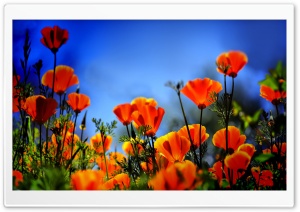 Poppies HDR Ultra HD Wallpaper for 4K UHD Widescreen desktop, tablet & smartphone
