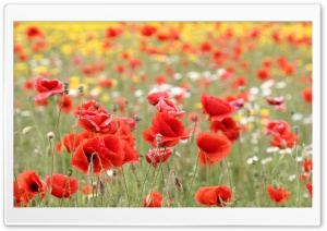 Poppies In Nature Ultra HD Wallpaper for 4K UHD Widescreen desktop, tablet & smartphone