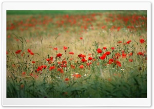 Poppies In The Field Ultra HD Wallpaper for 4K UHD Widescreen desktop, tablet & smartphone