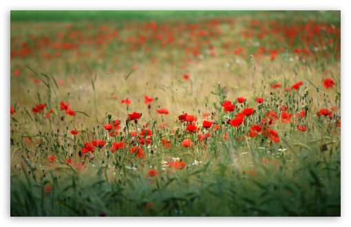 Poppies In The Field UltraHD Wallpaper for 8K UHD TV 16:9 Ultra High Definition 2160p 1440p 1080p 900p 720p ; Widescreen 16:10 5:3 WHXGA WQXGA WUXGA WXGA WGA ; Fullscreen 4:3 5:4 3:2 UXGA XGA SVGA QSXGA SXGA DVGA HVGA HQVGA ( Apple PowerBook G4 iPhone 4 3G 3GS iPod Touch ) ; Tablet 1:1 ; Mobile 3:5 3:4 - ; Dual 16:10 5:3 16:9 4:3 5:4 WHXGA WQXGA WUXGA WXGA WGA 2160p 1440p 1080p 900p 720p UXGA XGA SVGA QSXGA SXGA ;