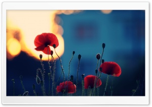 Poppies In The Sunset Ultra HD Wallpaper for 4K UHD Widescreen desktop, tablet & smartphone