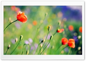 Poppies Meadow Ultra HD Wallpaper for 4K UHD Widescreen desktop, tablet & smartphone