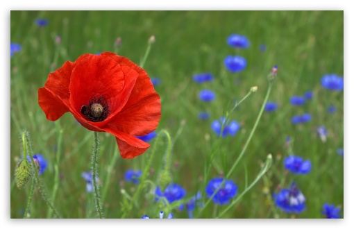 Poppy UltraHD Wallpaper for 8K UHD TV 16:9 Ultra High Definition 2160p 1440p 1080p 900p 720p ; Widescreen 16:10 5:3 WHXGA WQXGA WUXGA WXGA WGA ; Fullscreen 4:3 5:4 3:2 UXGA XGA SVGA QSXGA SXGA DVGA HVGA HQVGA ( Apple PowerBook G4 iPhone 4 3G 3GS iPod Touch ) ; Tablet 1:1 ; Mobile 3:5 3:4 - ;