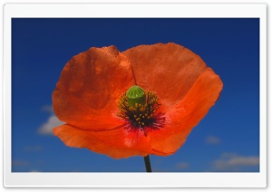 Poppy Against Blue Sky Ultra HD Wallpaper for 4K UHD Widescreen desktop, tablet & smartphone
