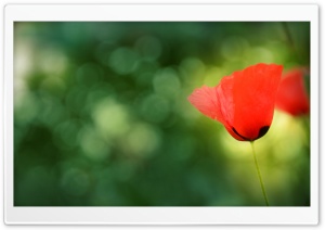 Poppy Bokeh Ultra HD Wallpaper for 4K UHD Widescreen desktop, tablet & smartphone