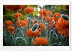 Poppy Bud Ultra HD Wallpaper for 4K UHD Widescreen desktop, tablet & smartphone