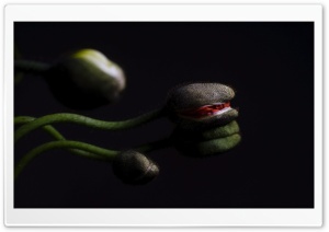 Poppy Buds, Aesthetic, Dark 4K UHD Wallpaper for Widescreen and UltraWide Desktop, UltraHD TV, Smartphone, Tablet