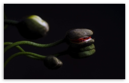 Poppy Buds, Aesthetic, Dark UltraHD Wallpaper for UHD 16:9 ; HD 16:9 ; Widescreen 16:10 5:3 ; Fullscreen 4:3 5:4 3:2 ;