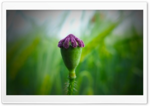 Poppy Capsules Ultra HD Wallpaper for 4K UHD Widescreen desktop, tablet & smartphone