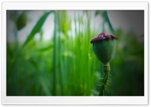 Poppy Capsules Ultra HD Wallpaper for 4K UHD Widescreen Desktop, Lockscreen, Screensaver, TV, Tablet, Smartphone